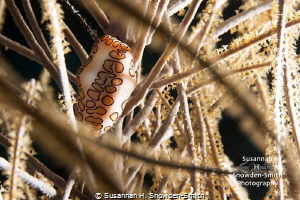 "Framed"
A flamingo tongue cowrie framed by the branches... by Susannah H. Snowden-Smith 